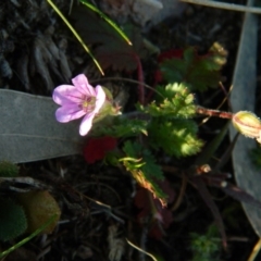 Erodium botrys (Long Storksbill) at Fadden, ACT - 3 Oct 2015 by ArcherCallaway