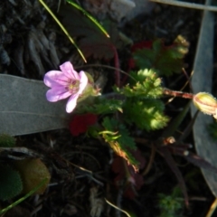 Erodium botrys (Long Storksbill) at Fadden, ACT - 2 Oct 2015 by RyuCallaway