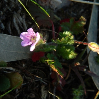 Erodium botrys (Long Storksbill) at Wanniassa Hill - 2 Oct 2015 by RyuCallaway