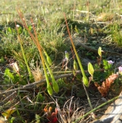 Erodium botrys at Fadden, ACT - 3 Oct 2015