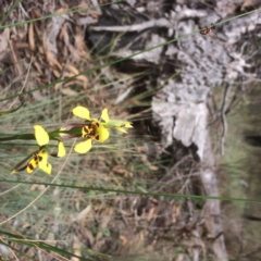 Diuris sulphurea (Tiger Orchid) at O'Connor, ACT - 24 Oct 2015 by jks