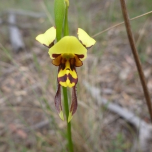 Diuris sulphurea at O'Connor, ACT - suppressed