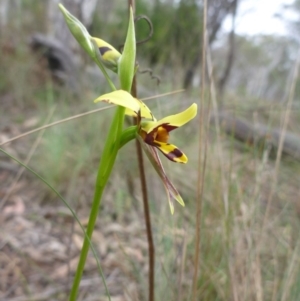 Diuris sulphurea at O'Connor, ACT - suppressed