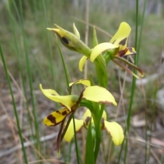 Diuris sulphurea at O'Connor, ACT - suppressed