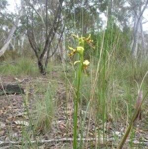 Diuris sulphurea at O'Connor, ACT - suppressed