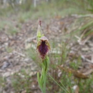 Calochilus platychilus at O'Connor, ACT - suppressed