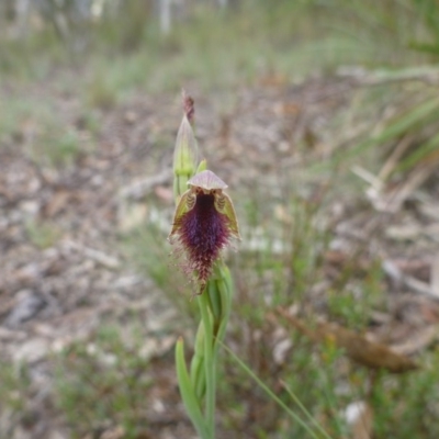 Calochilus platychilus (Purple Beard Orchid) at Bruce Ridge - 24 Oct 2015 by jks