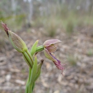 Calochilus platychilus at O'Connor, ACT - 24 Oct 2015