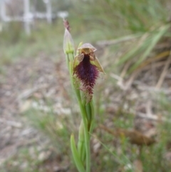 Calochilus platychilus at O'Connor, ACT - 24 Oct 2015