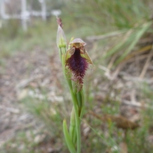 Calochilus platychilus at O'Connor, ACT - 24 Oct 2015