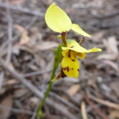 Diuris sulphurea (Tiger Orchid) at Bruce Ridge - 24 Oct 2015 by jks