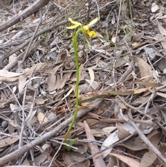 Diuris sulphurea at Point 5809 - 24 Oct 2015