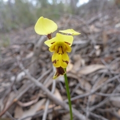 Diuris sulphurea at Point 5809 - 24 Oct 2015