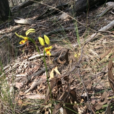 Diuris sulphurea (Tiger Orchid) at Nanima, NSW - 24 Oct 2015 by Hilary