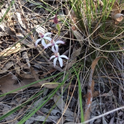 Caladenia moschata (Musky Caps) at Nanima, NSW - 24 Oct 2015 by Hilary