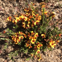 Dillwynia retorta at Murrumbateman, NSW - 24 Oct 2015 by Hilary