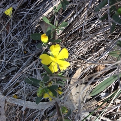 Hibbertia obtusifolia at Nanima, NSW - 24 Oct 2015 by Hilary