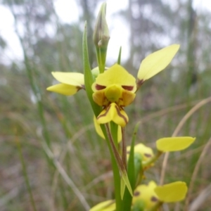 Diuris sulphurea at Point 5809 - suppressed