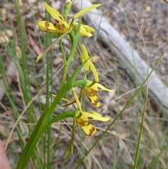 Diuris sulphurea at Point 5809 - suppressed