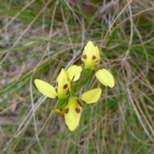 Diuris sulphurea at Point 5809 - suppressed