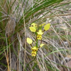 Diuris sulphurea at Point 5809 - suppressed