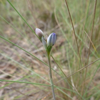 Thelymitra sp. (A Sun Orchid) at Bruce Ridge - 24 Oct 2015 by jks