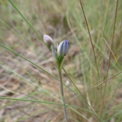 Thelymitra sp. (A Sun Orchid) at O'Connor, ACT - 24 Oct 2015 by jksmits