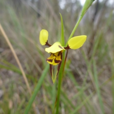 Diuris sulphurea (Tiger Orchid) at O'Connor, ACT - 24 Oct 2015 by jksmits