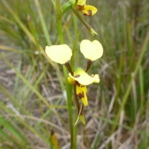 Diuris sulphurea at O'Connor, ACT - suppressed