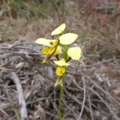 Diuris sulphurea at O'Connor, ACT - 24 Oct 2015