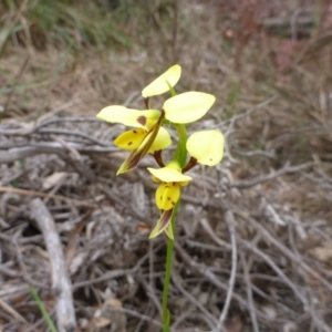 Diuris sulphurea at O'Connor, ACT - suppressed