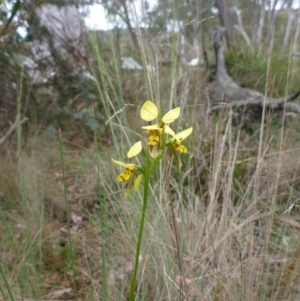 Diuris sulphurea at O'Connor, ACT - 24 Oct 2015