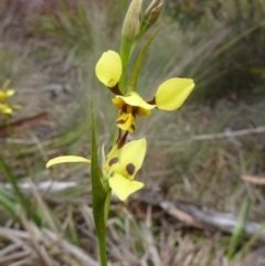 Diuris sulphurea at O'Connor, ACT - 24 Oct 2015