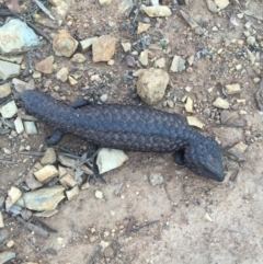 Tiliqua rugosa (Shingleback Lizard) at Majura, ACT - 24 Oct 2015 by AaronClausen