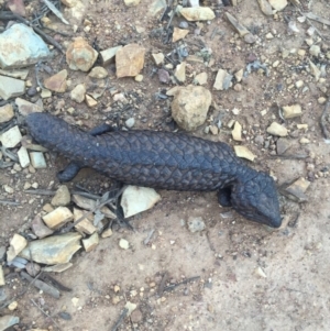 Tiliqua rugosa at Majura, ACT - 24 Oct 2015