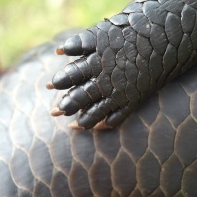 Tiliqua rugosa (Shingleback Lizard) at Mount Majura - 24 Oct 2015 by AaronClausen