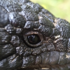 Tiliqua rugosa at Hackett, ACT - 24 Oct 2015 08:28 PM