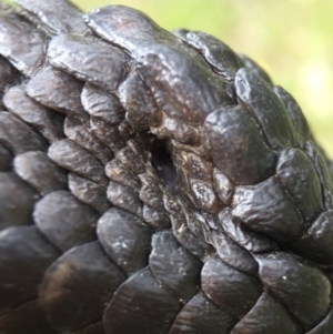 Tiliqua rugosa at Hackett, ACT - 24 Oct 2015 08:28 PM