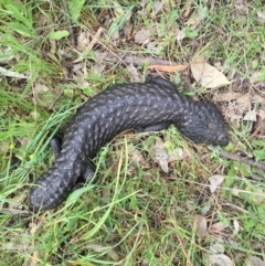 Tiliqua rugosa at Hackett, ACT - 24 Oct 2015 08:28 PM