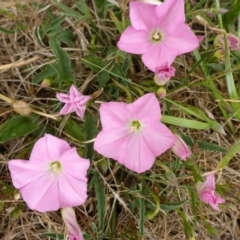 Convolvulus angustissimus subsp. angustissimus (Australian Bindweed) at Bruce, ACT - 24 Oct 2015 by JanetRussell