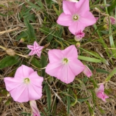 Convolvulus angustissimus subsp. angustissimus (Australian Bindweed) at Bruce, ACT - 23 Oct 2015 by JanetRussell