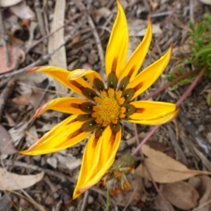 Gazania x splendens at Aranda, ACT - 24 Oct 2015