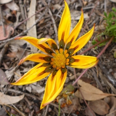 Gazania x splendens (Gazania) at Aranda, ACT - 23 Oct 2015 by JanetRussell