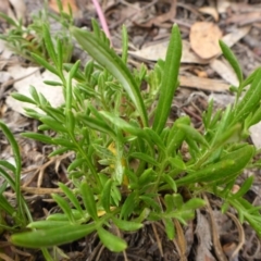 Gazania x splendens at Aranda, ACT - 24 Oct 2015