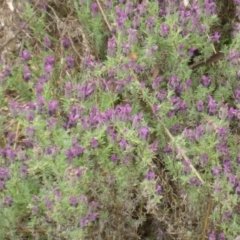 Lavandula stoechas (Spanish Lavender or Topped Lavender) at Bruce, ACT - 23 Oct 2015 by JanetRussell