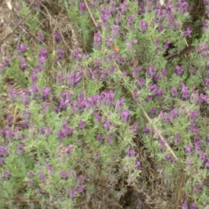 Lavandula stoechas at Bruce, ACT - 24 Oct 2015 10:28 AM