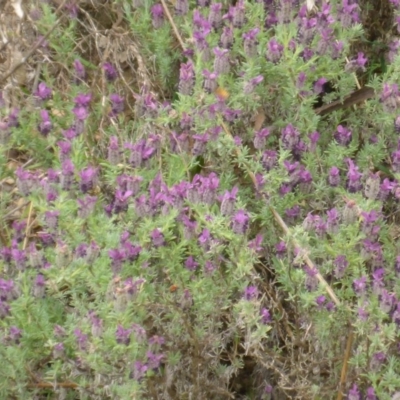 Lavandula stoechas (Spanish Lavender or Topped Lavender) at Bruce, ACT - 24 Oct 2015 by JanetRussell