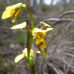 Diuris sulphurea (Tiger Orchid) at Bruce Ridge - 24 Oct 2015 by jks