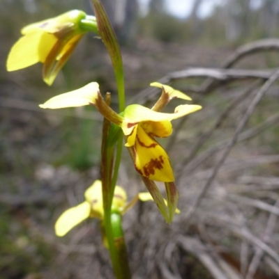 Diuris sulphurea (Tiger Orchid) at Bruce Ridge - 24 Oct 2015 by jks