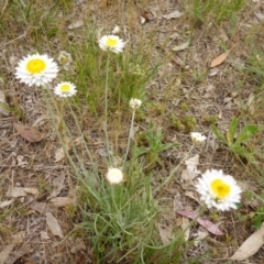 Leucochrysum albicans subsp. tricolor (Hoary Sunray) at Bruce, ACT - 23 Oct 2015 by JanetRussell